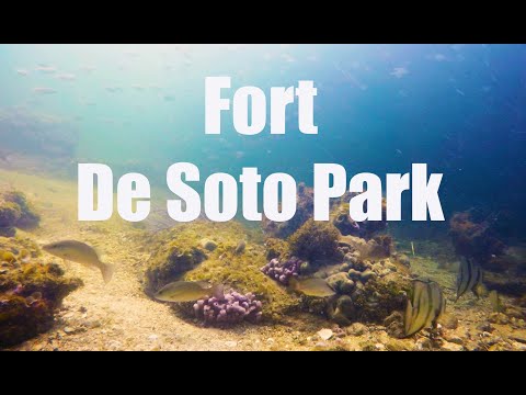 Underwater Splendor at Fort De Soto Park, Florida - Pinfish and Mangrove Snapper