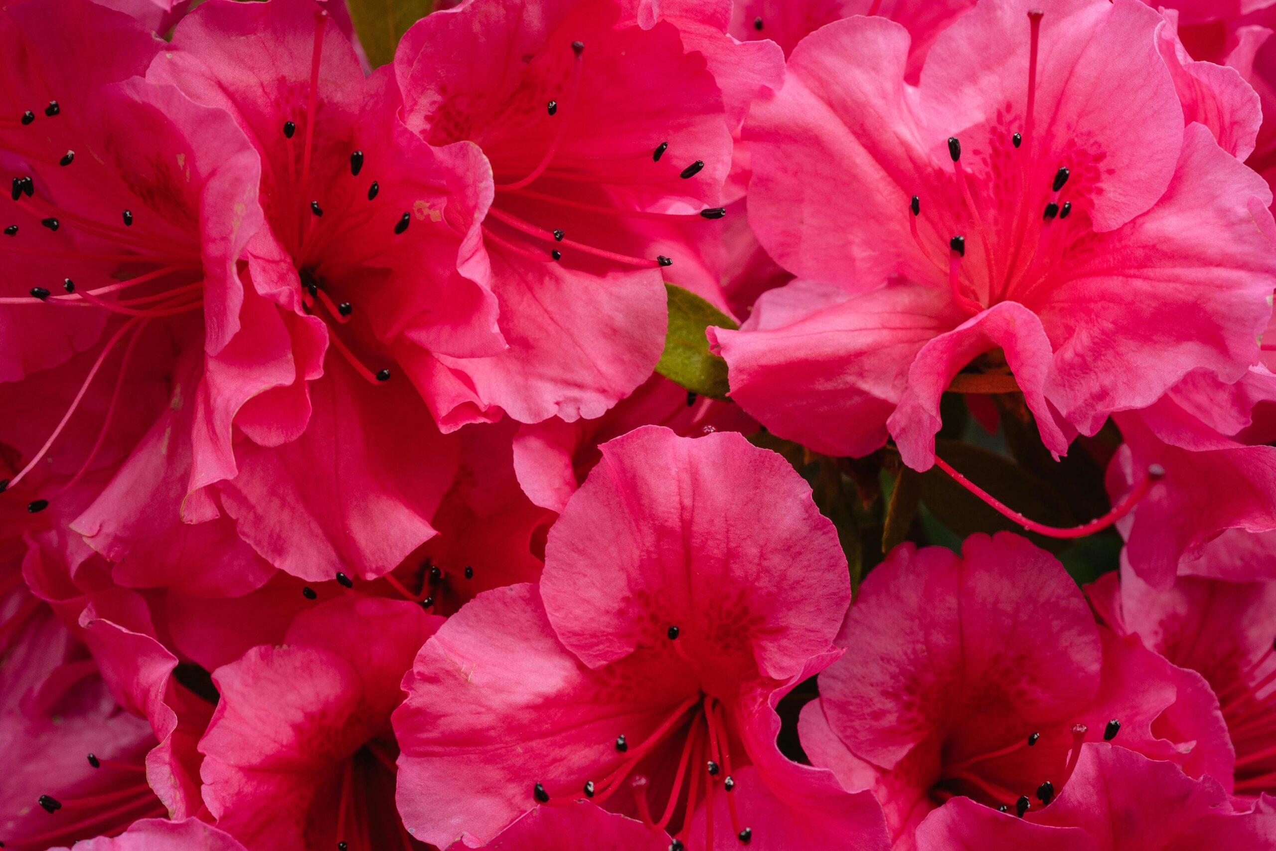 North Carolina Rhododendron Festival 2024 Set for June 21-22